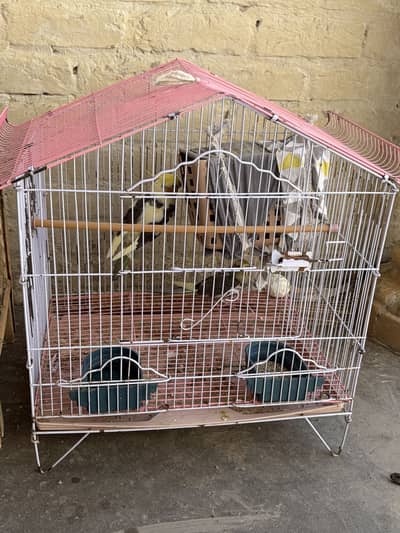 1 breeder pair 5 Chicks Total 7