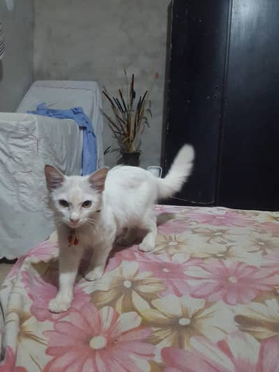 4 month baby female persian