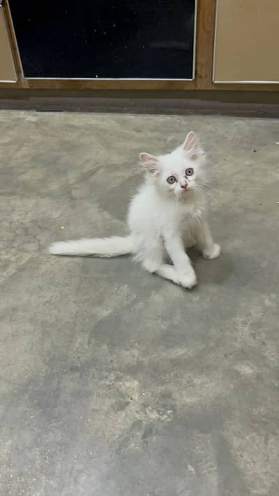 Persian kitten / hazel eyes kitten / triple coated / 03247627801