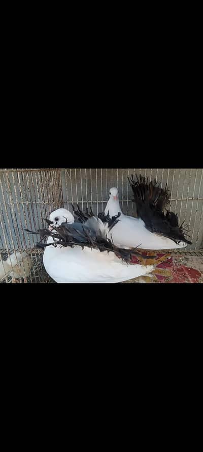 black tail pair for healthcare