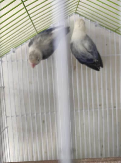 Blue U. wing opaline breeder pair. dna