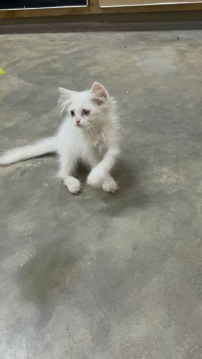Persian female kitten / punch face kitten /triple coated / 03247627801
