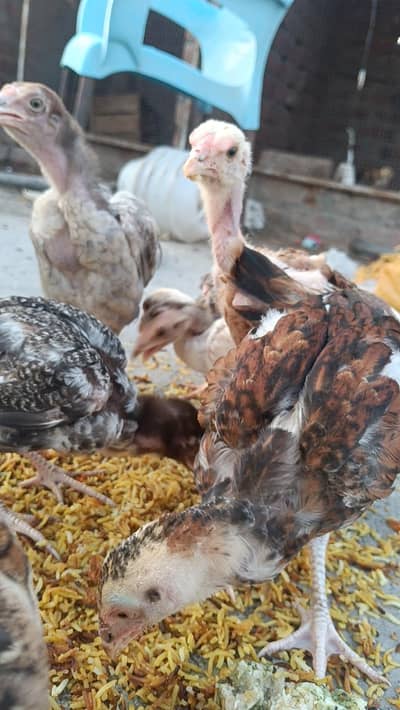 Mia wali chick for sale