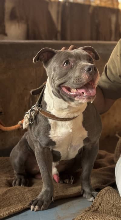 Pure Breed Pitbull Dog – 13 Months Old – Excellent Condition