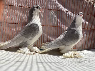 Lahore sahrazi bredr pair avil