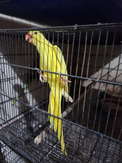 Alexandrine parrot and Yellow Ring Neck