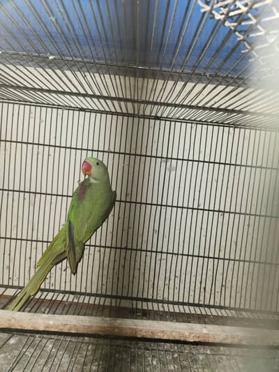 Alexandrine parrot (Kashmiri Pahari)