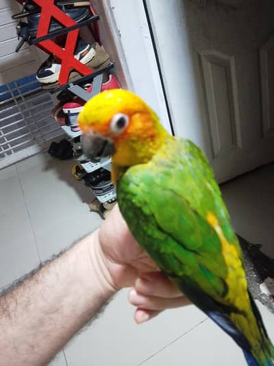 Sun Conure Healthy baby chick home breed