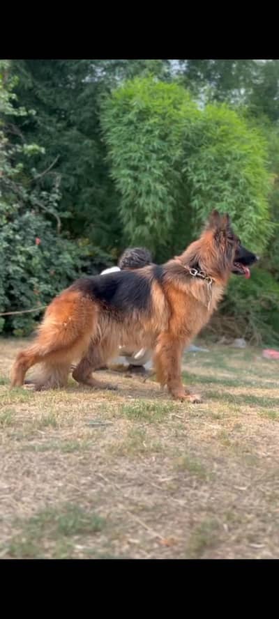 German shepherd long coat female available
