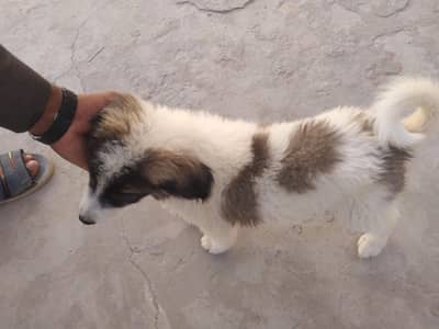 urgent Sale
