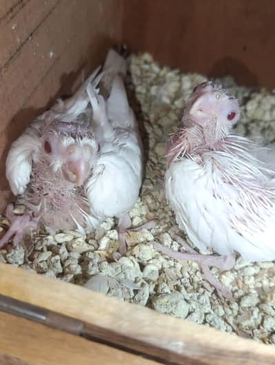 I am selling Eno cocktail chicks for hand tamed note: read description