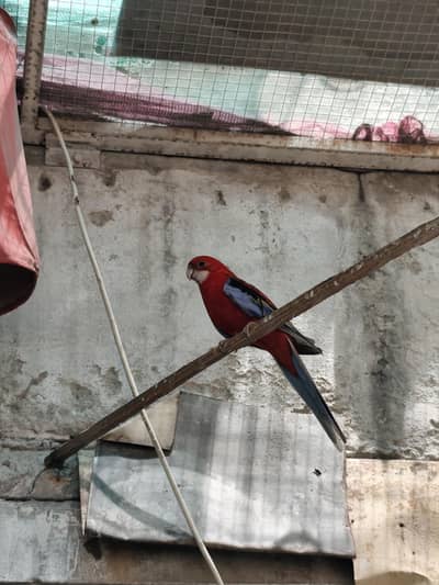 Western Rosella pair