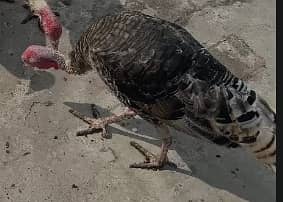aseel and fancy hens for sale