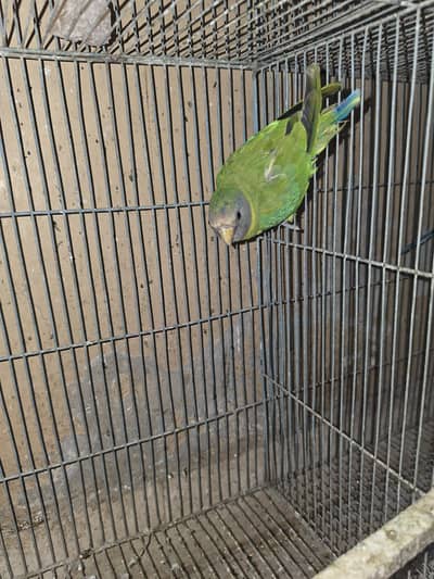Plum Head Parrot for sale
