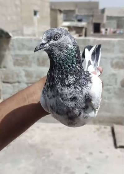 Pigeon