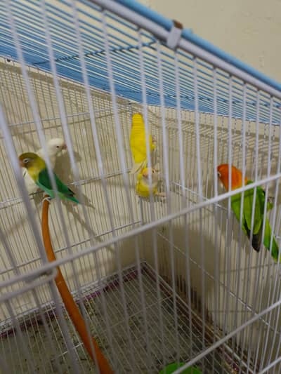 FISHER PARROTS