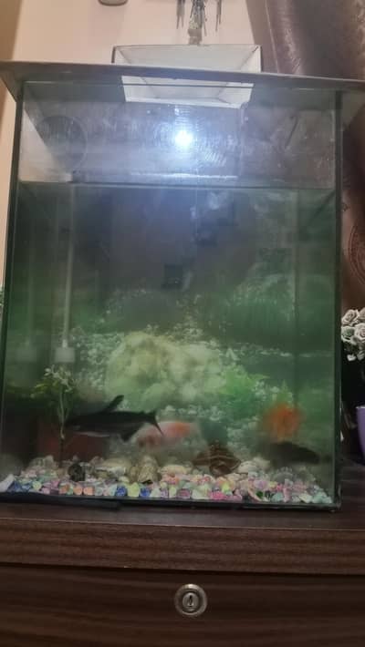 fish aquarium for sale with fish