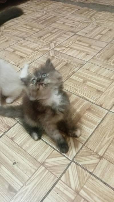 persian kitten
