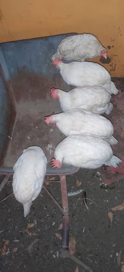 white layer murgi , age:14 months,vaccinated