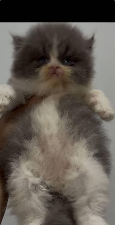 Punch face male kitten for sale