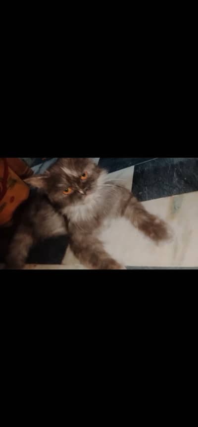 Persian Gray cat with orange eyes