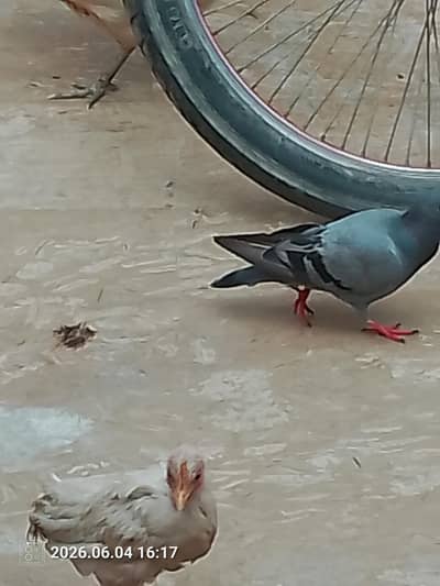 breader pair jangli kboter with 2 eggs