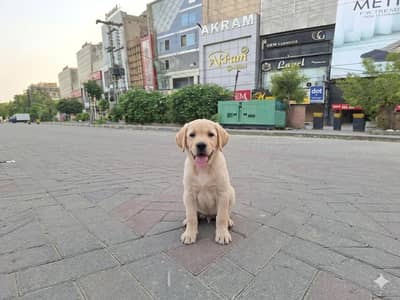 British Labrador pup for SALE