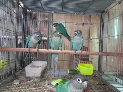 Blue turquoise bf bc conures males available/parrots