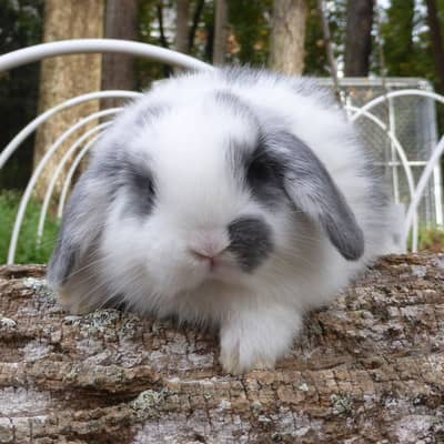 Holland lop bunnies