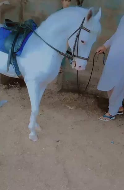 Karachi horse for sale