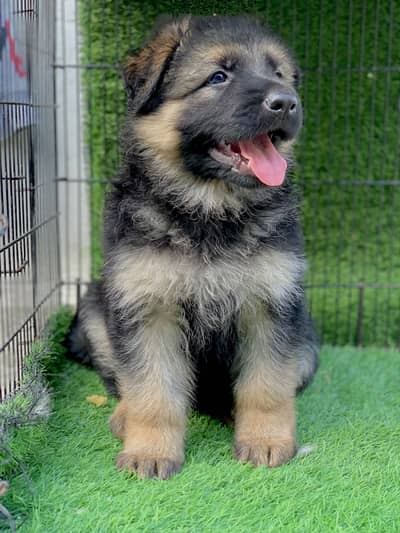 Top Quality All Breeds Puppys Available