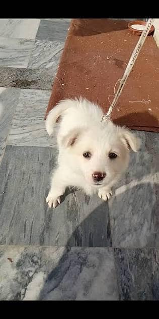 cute Russian 