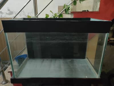 fish aquarium