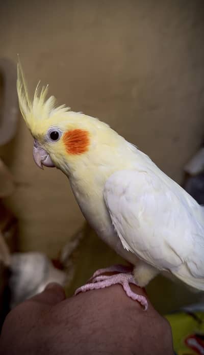 Handtamed cockatiel - quality speaks itself