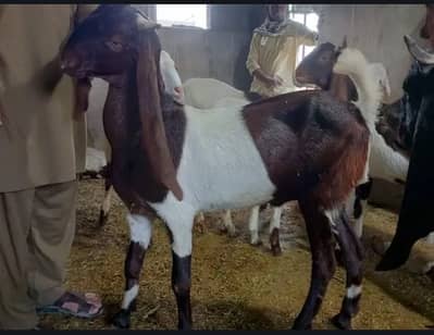 Khassi Bakra