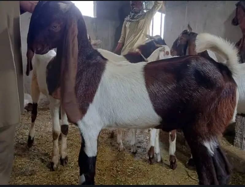Khassi Bakra 1