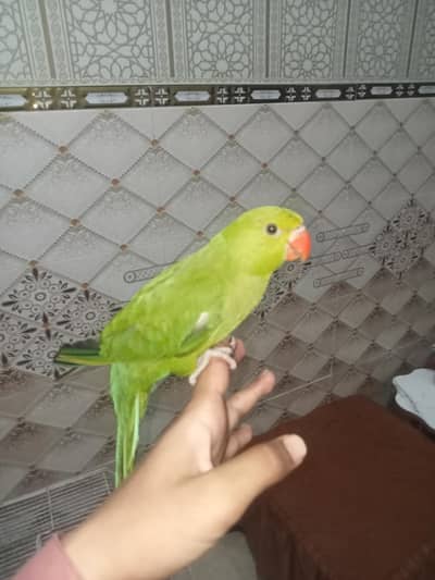 cocktail chiks