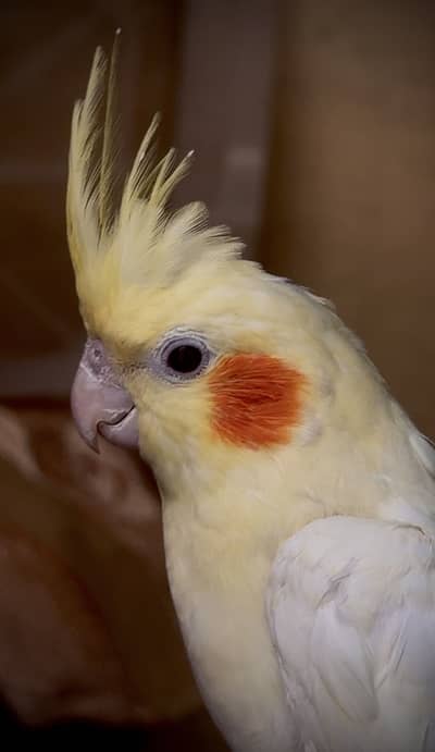 Quality handtamed cockatiel - A+ quality bird