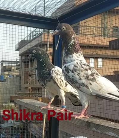 Pure Breeder Pairs For Sale