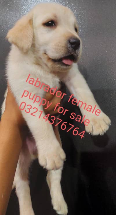 labrador female puppy for sale