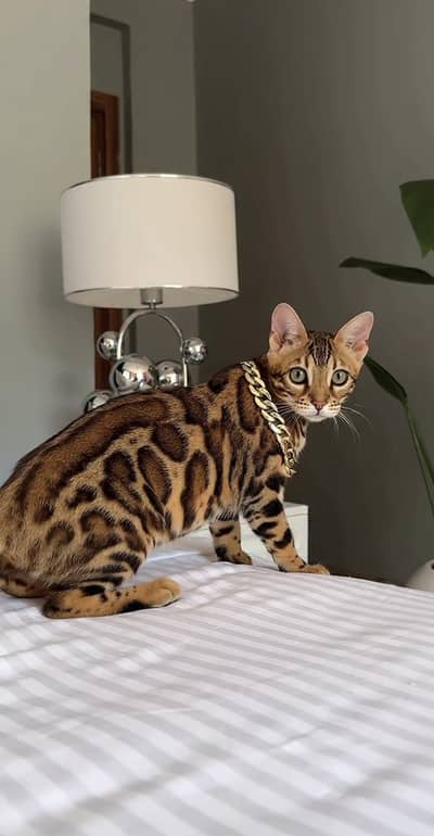 Premium Bengal cat Kittens Pedigreed available for Import