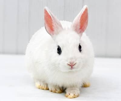 Pure White Dwarf Hotot Rabbit Pair with Cage