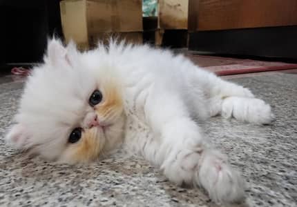 Peaky Face Persian Kitten | Punch & Triple Coat
