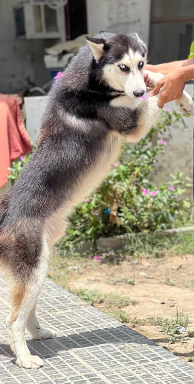 HUSKY SERBIAN