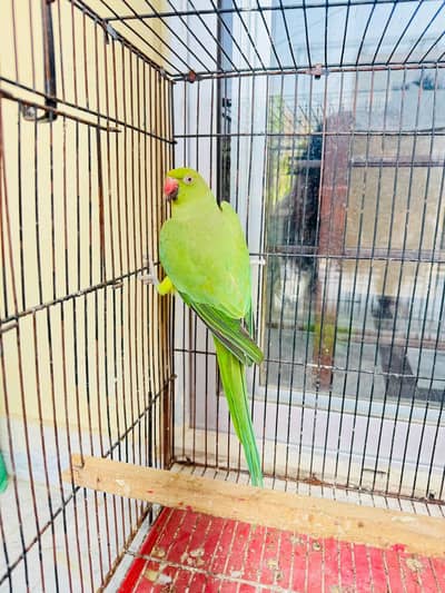 Talking parrot Female
