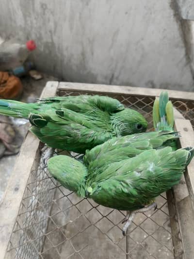 4 Bolny Waly tooty, Affordable Pricing