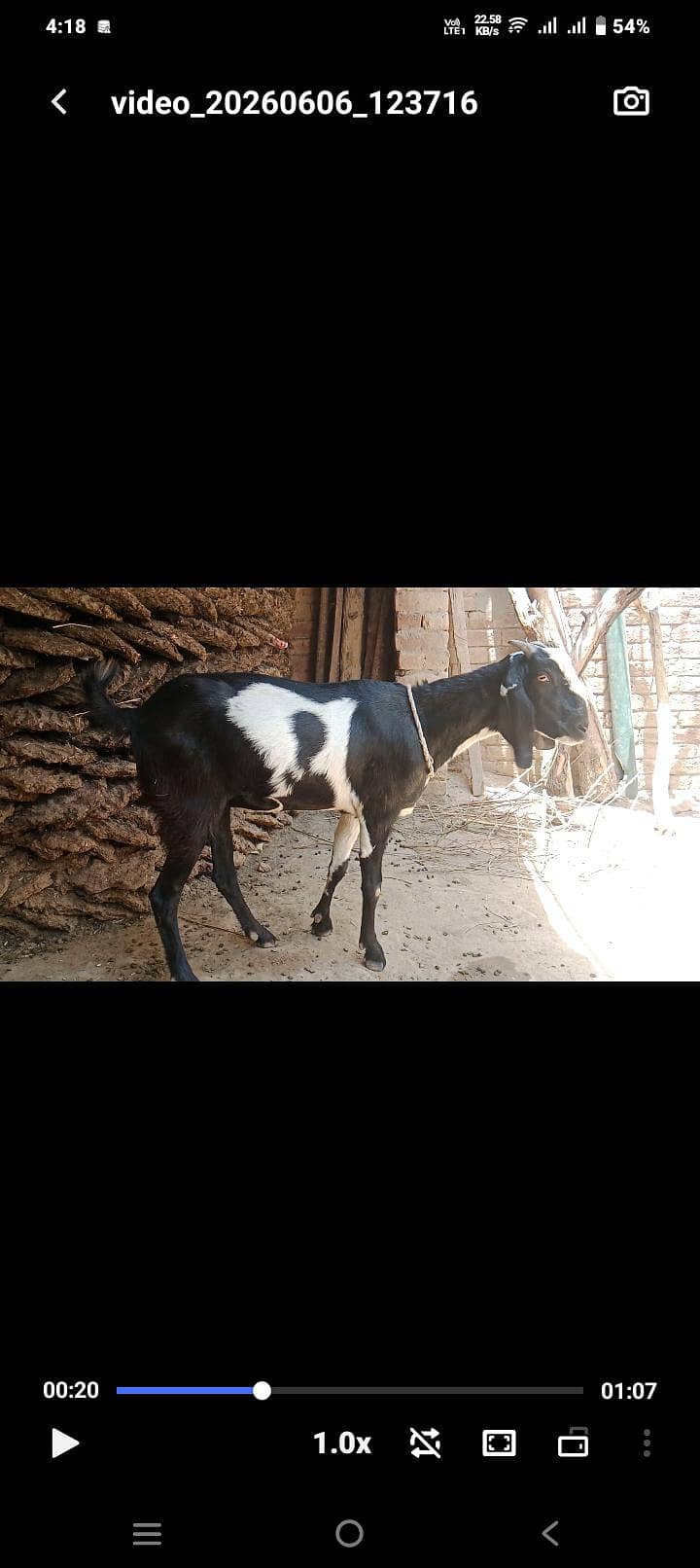 انگلش فنٹیل بریڈر 6