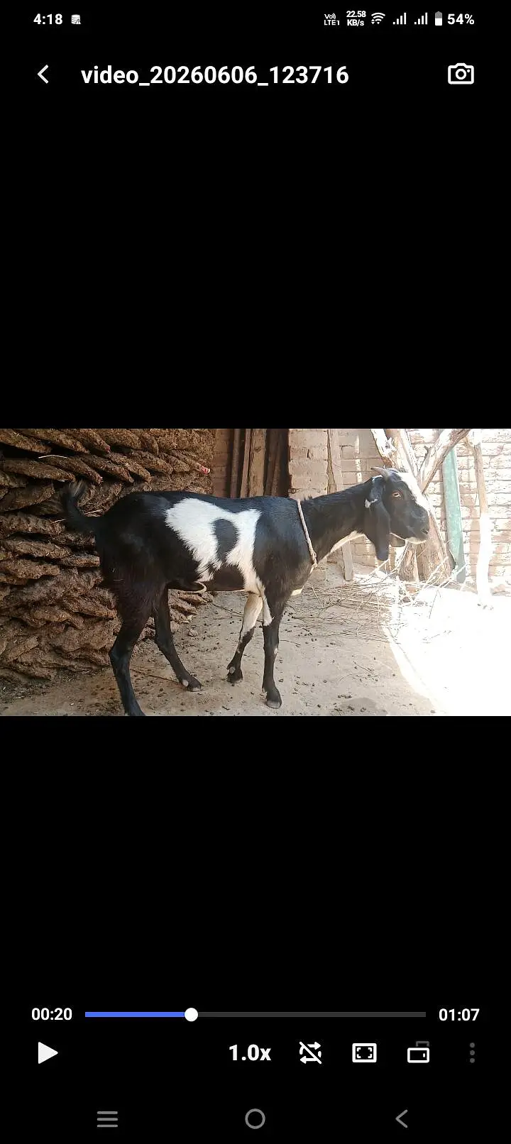 انگلش فنٹیل بریڈر — photo 7