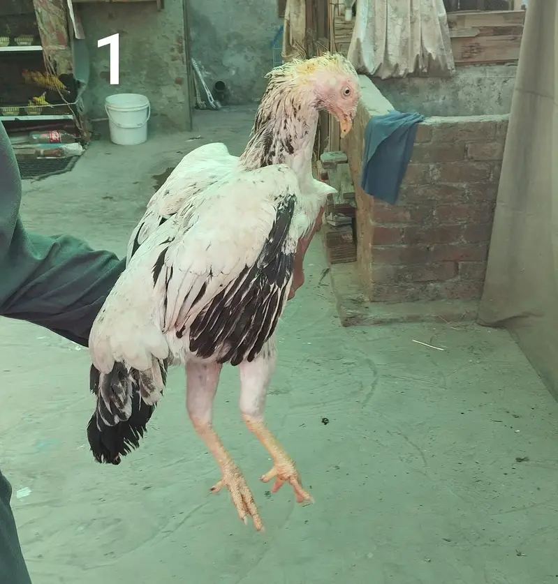 Aseel hens — photo 2