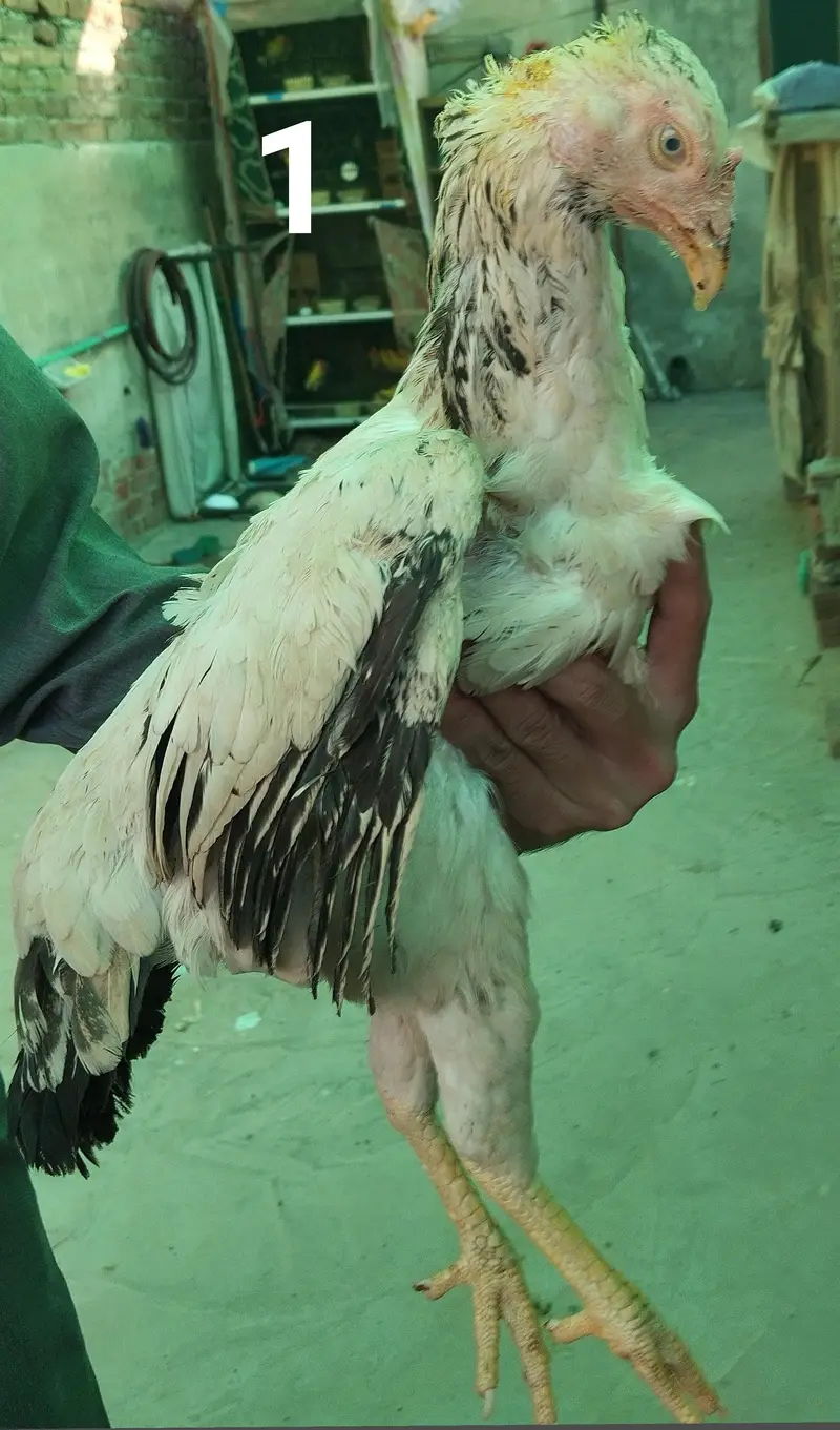 Aseel hens — photo 3